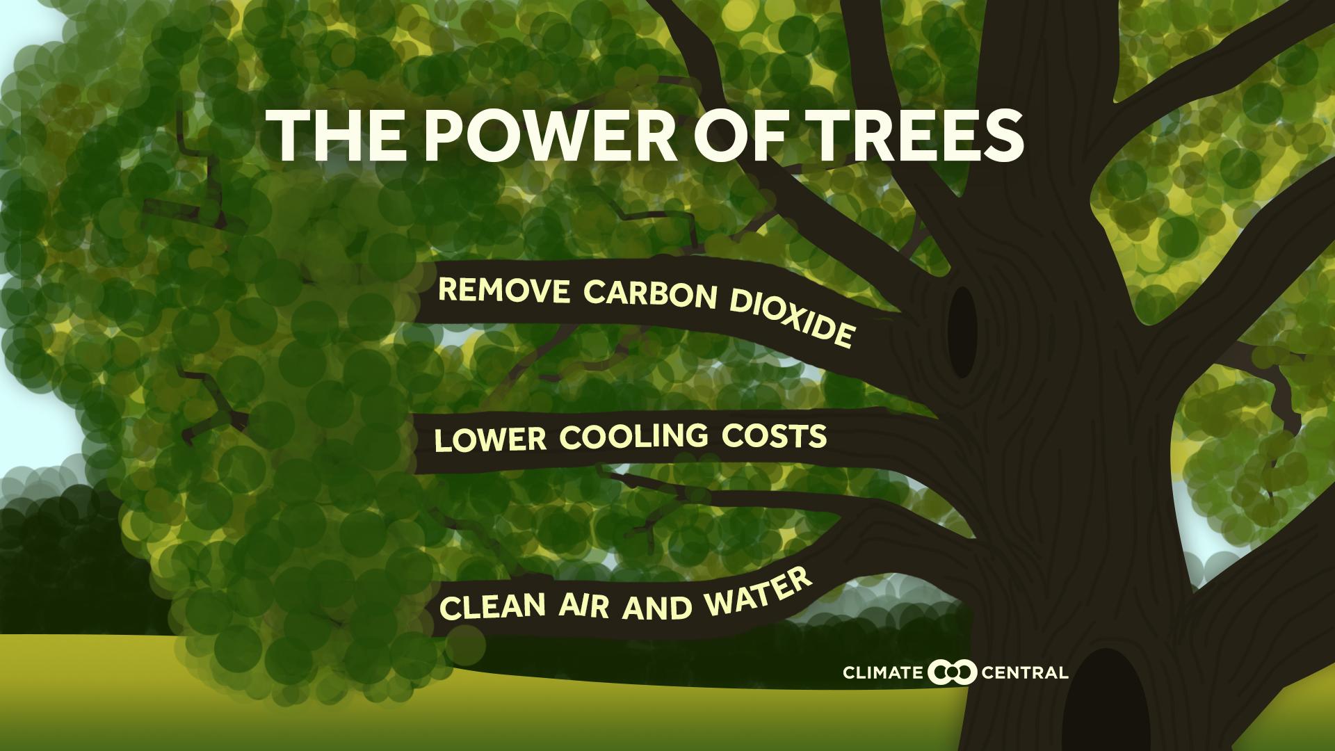 climate benefits from trees