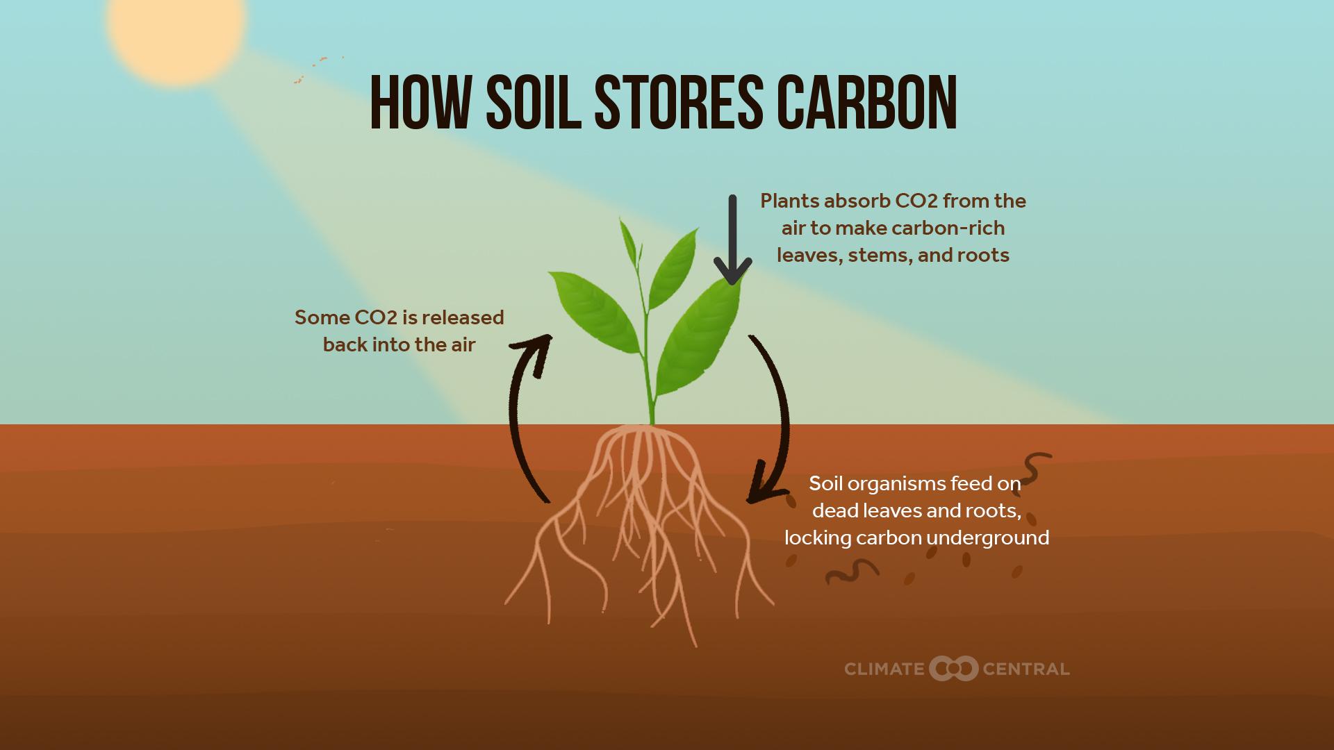 How Soil Stores Carbon 2022