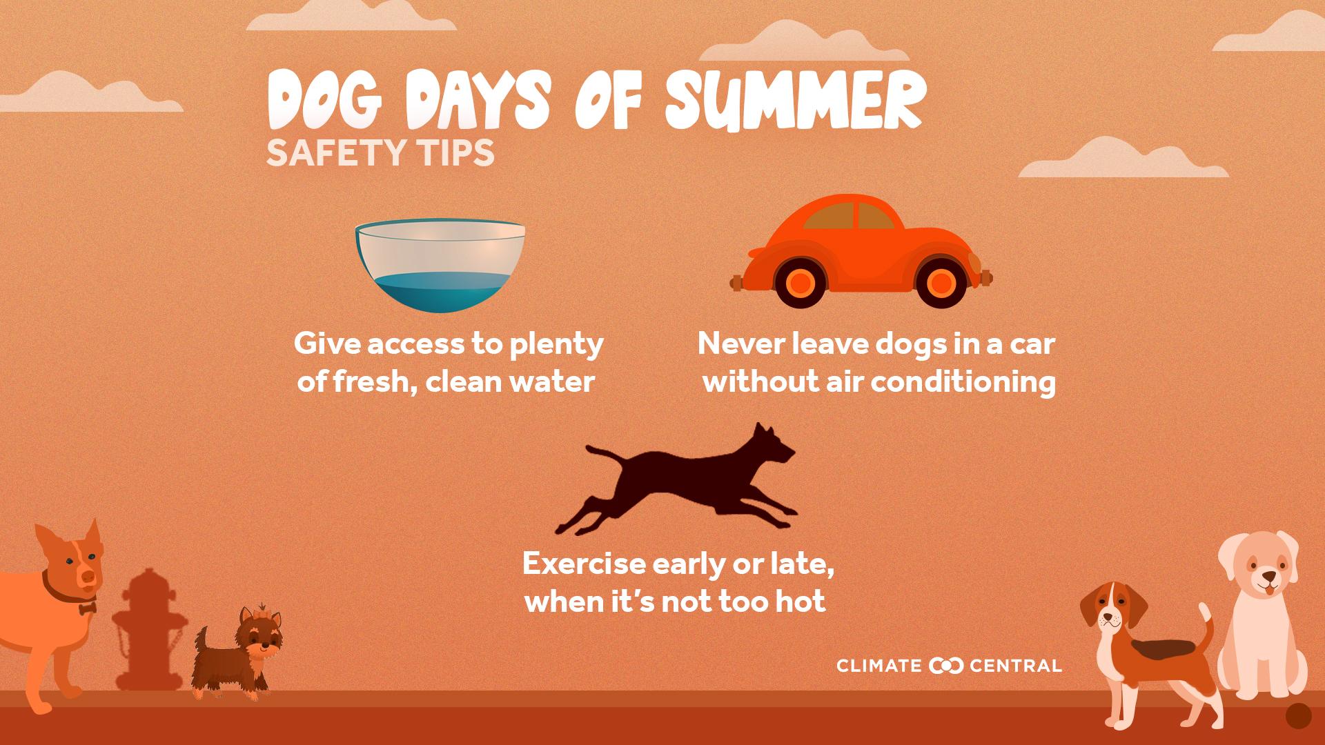 Health Impacts Infographic - Dog Days of Summer: When Heat Endangers Pets