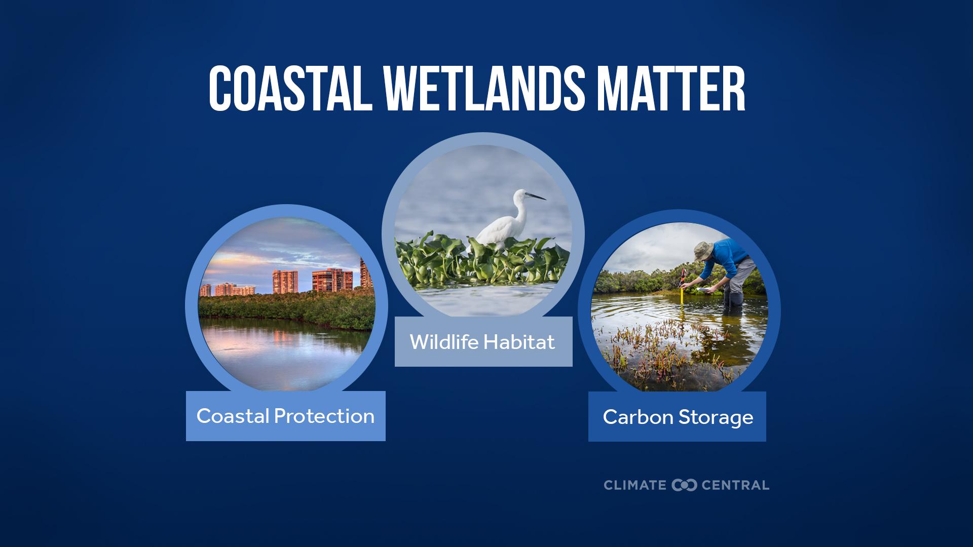 Wetlands Infographic - Coastal Wetlands at Risk