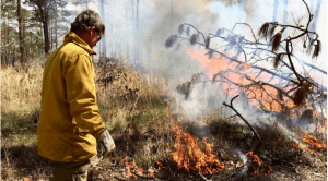 Breathing Fire: ‘If we don’t burn it, nature will’: Georgia blazes old fears, leads nation in prescribed fire