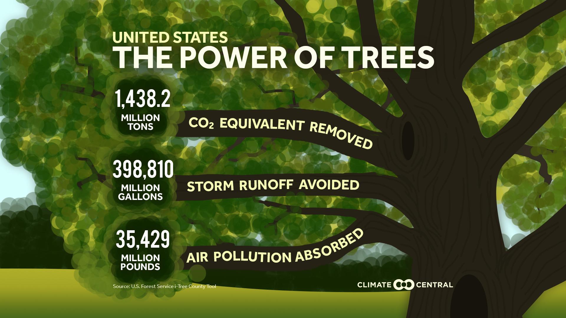 The Power of Trees