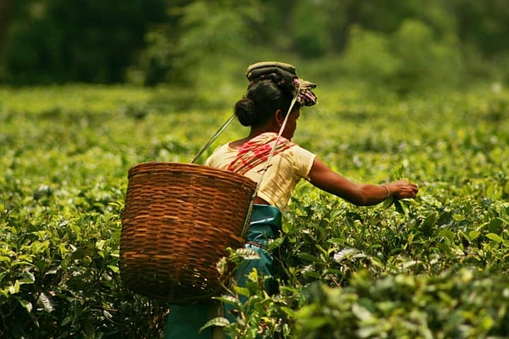Climate Change Poses a Brewing Problem for Tea | Climate Central