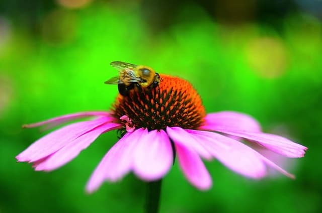 A Climate Vise Is Squeezing Bumble Bees Range Climate Central